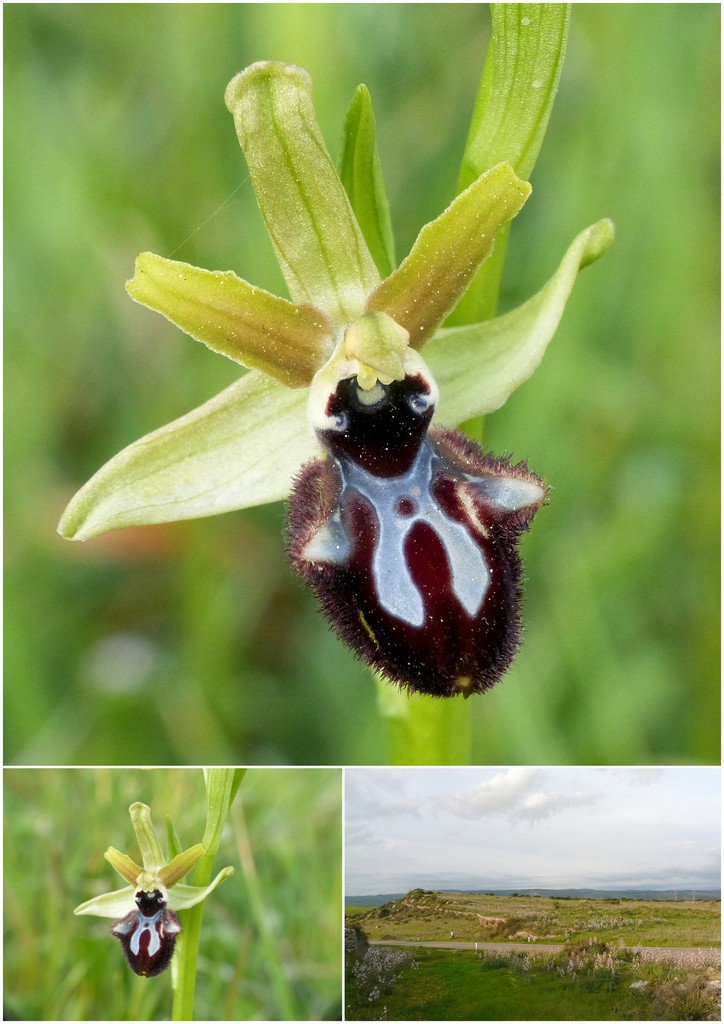 Orchidee in Sardegna, un fine settimana a 78 giri!